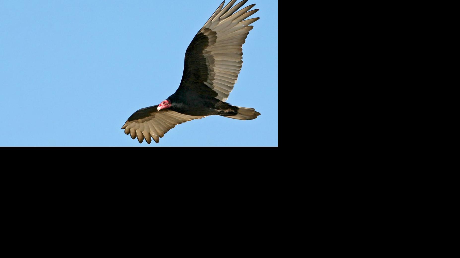 Why So High What Vultures Are Really Doing Way Up The Sky Waterline Yoursun Com