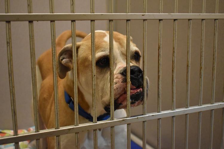 Don't forget the big dogs; small ones from puppy mill adopted quickly | Multimedia Don't forget the big dogs; small ones from puppy mill adopted quickly | Multimedia