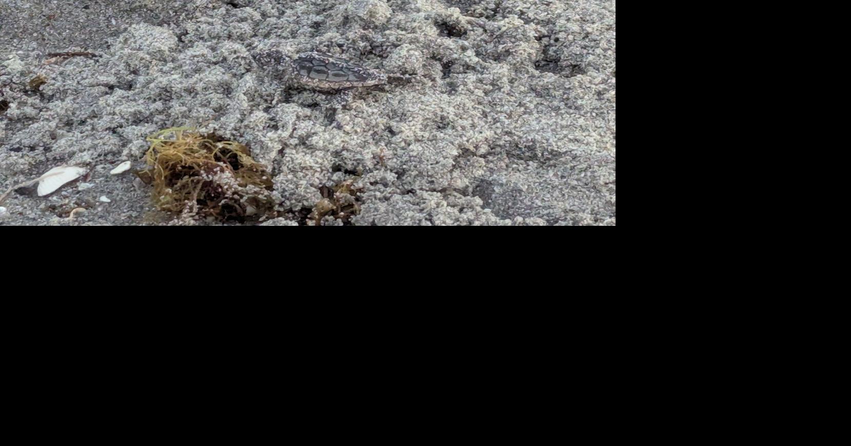 Column: Magical moments in the morning: Video of a sea turtle making it to the Gulf