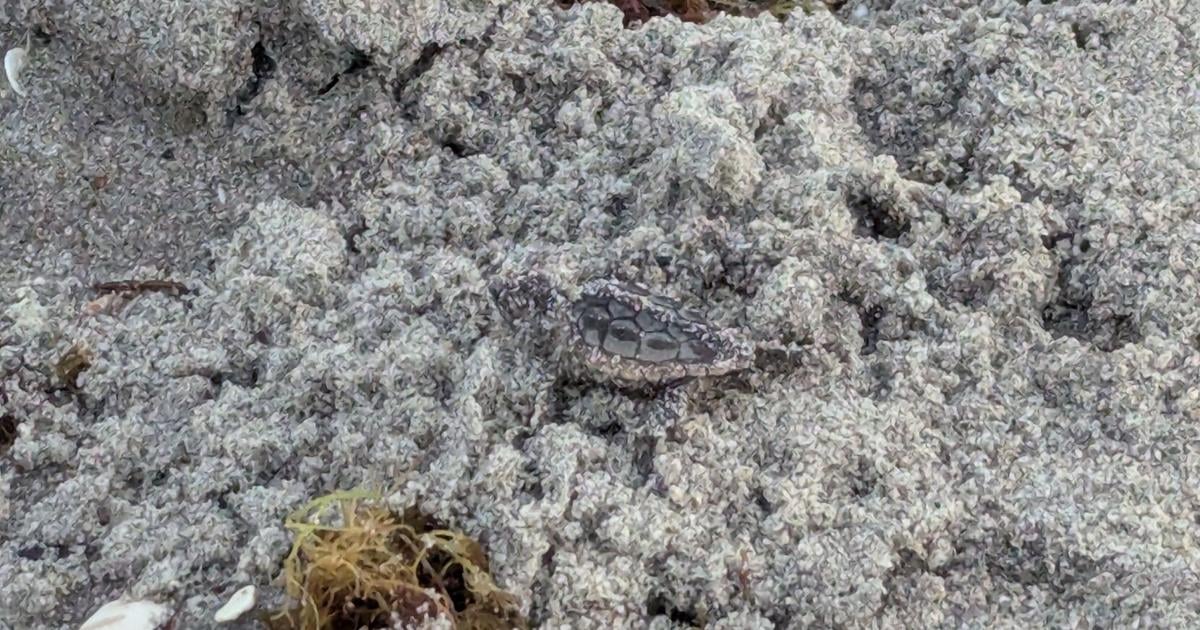 Column: Magical moments in the morning: Video of a sea turtle making it to the Gulf