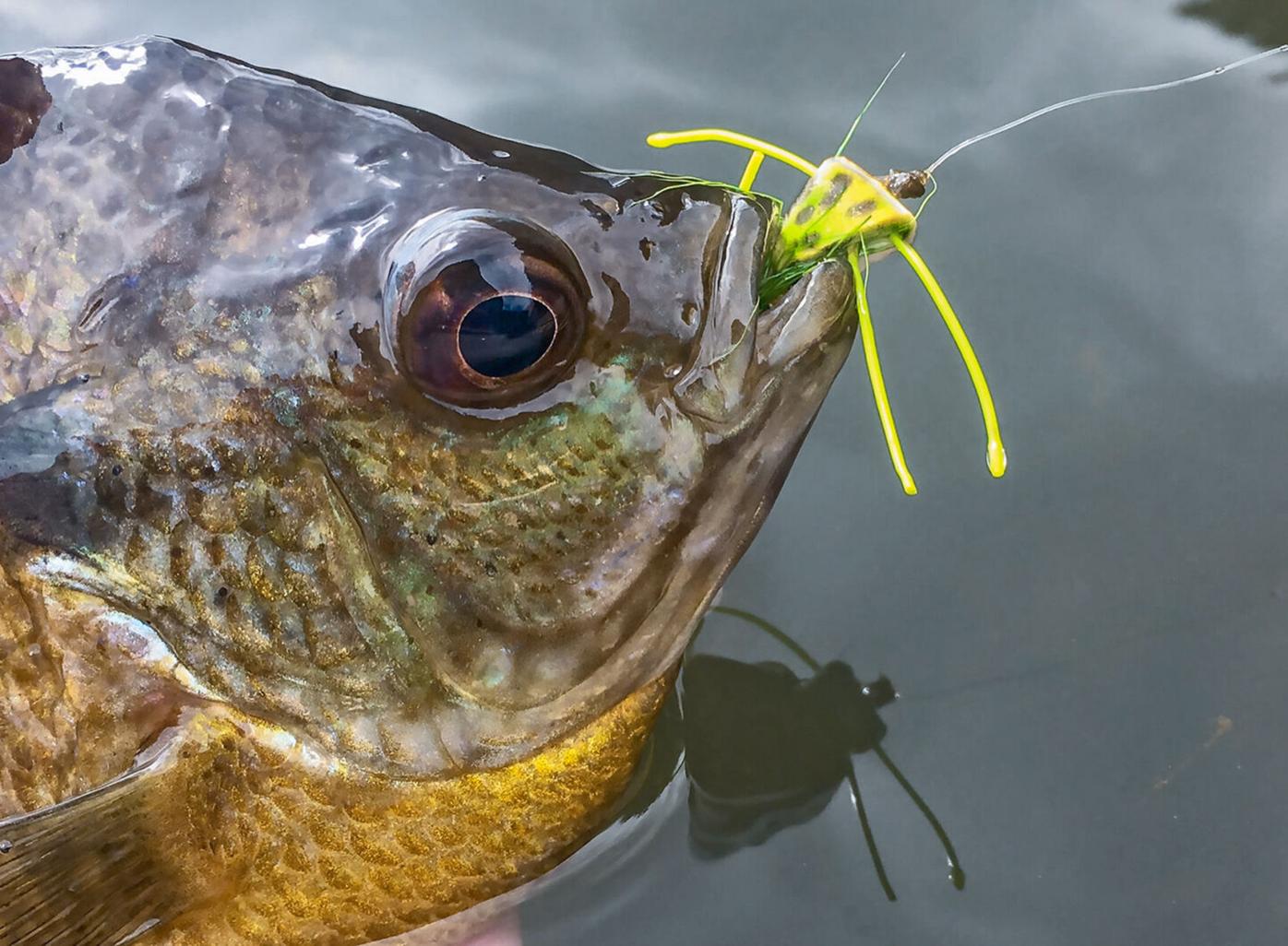 Bream on fly: You don't need big fish to have big fun