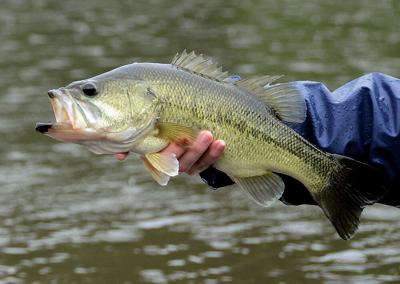 Bass fishin'