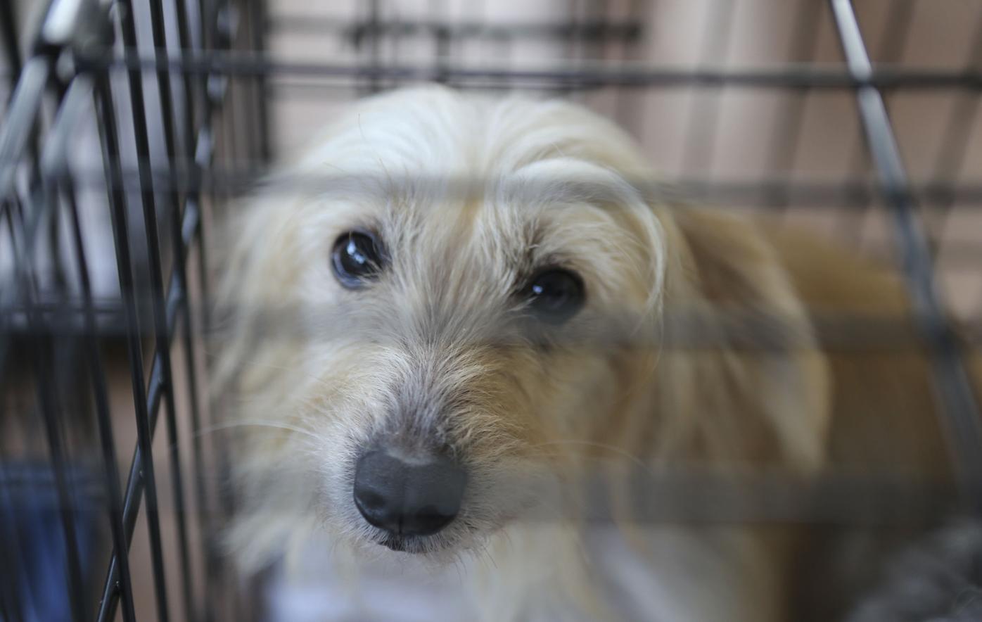 53 Dogs From Busted Hillsborough Puppy Mill Up For Adoption In Charlotte County News Yoursun Com