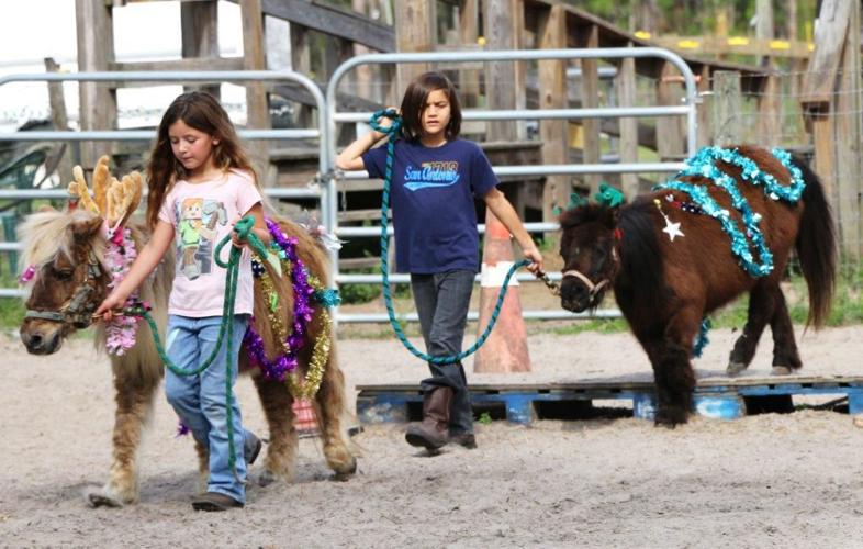 Ponies on Parade- A Portfolio by Jeanne Mellen