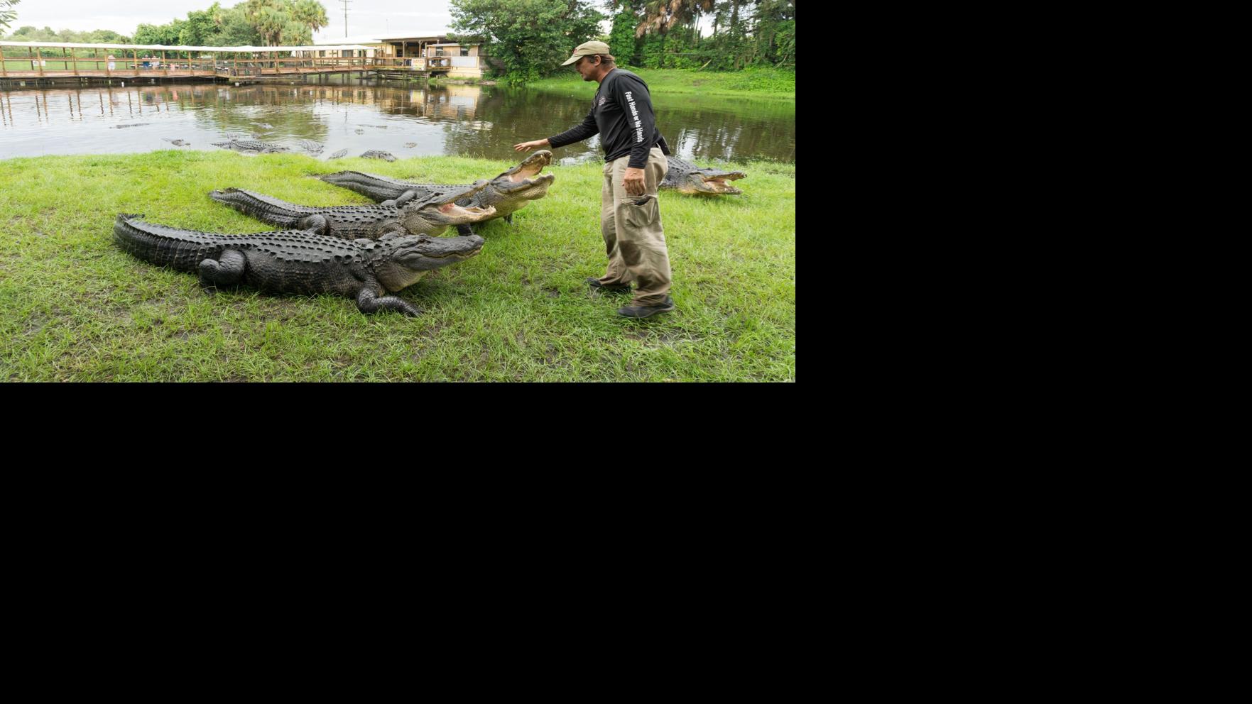 Gatorama A Day In The Life Of One Of Florida S Oldest Roadside