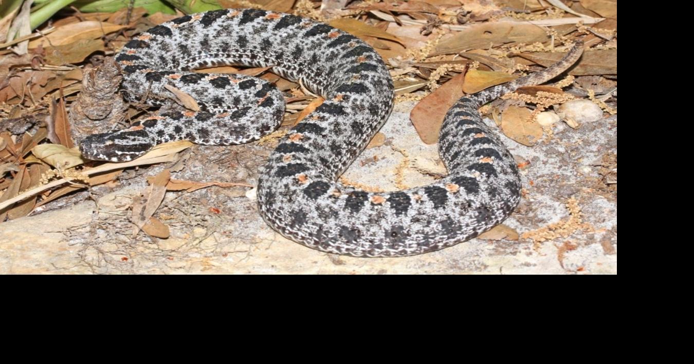 Pygmy rattler hides in car, bites Englewood man | The Daily Sun ...
