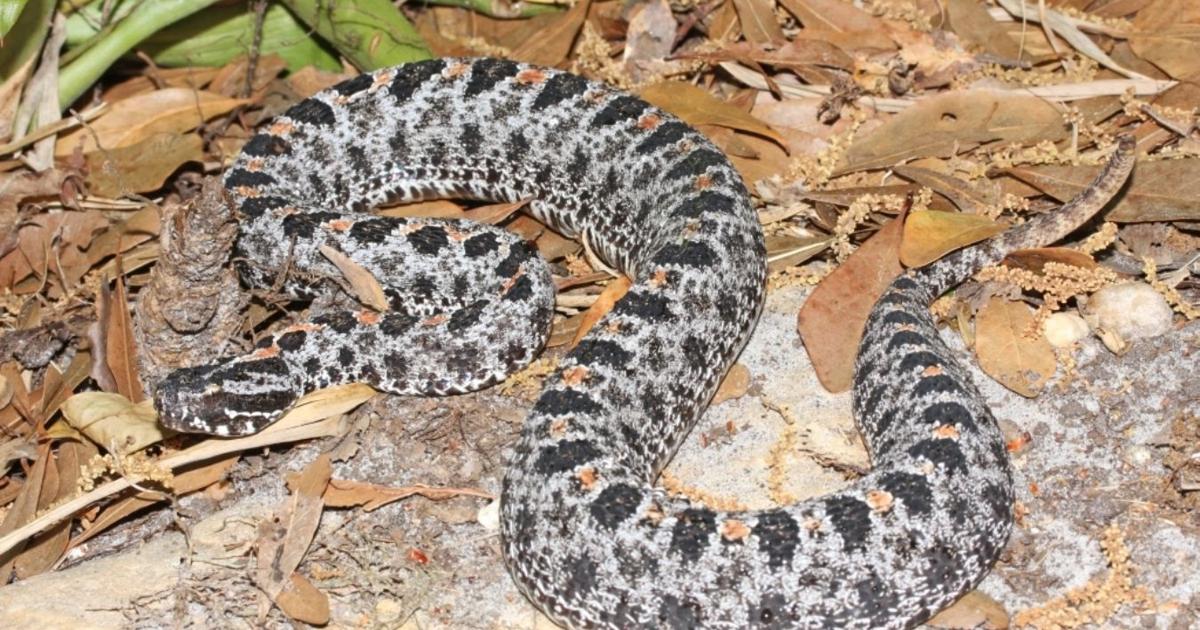 Kyogle Rattler Pygmy rattler hides in car, bites Englewood man | The Daily Sun ...