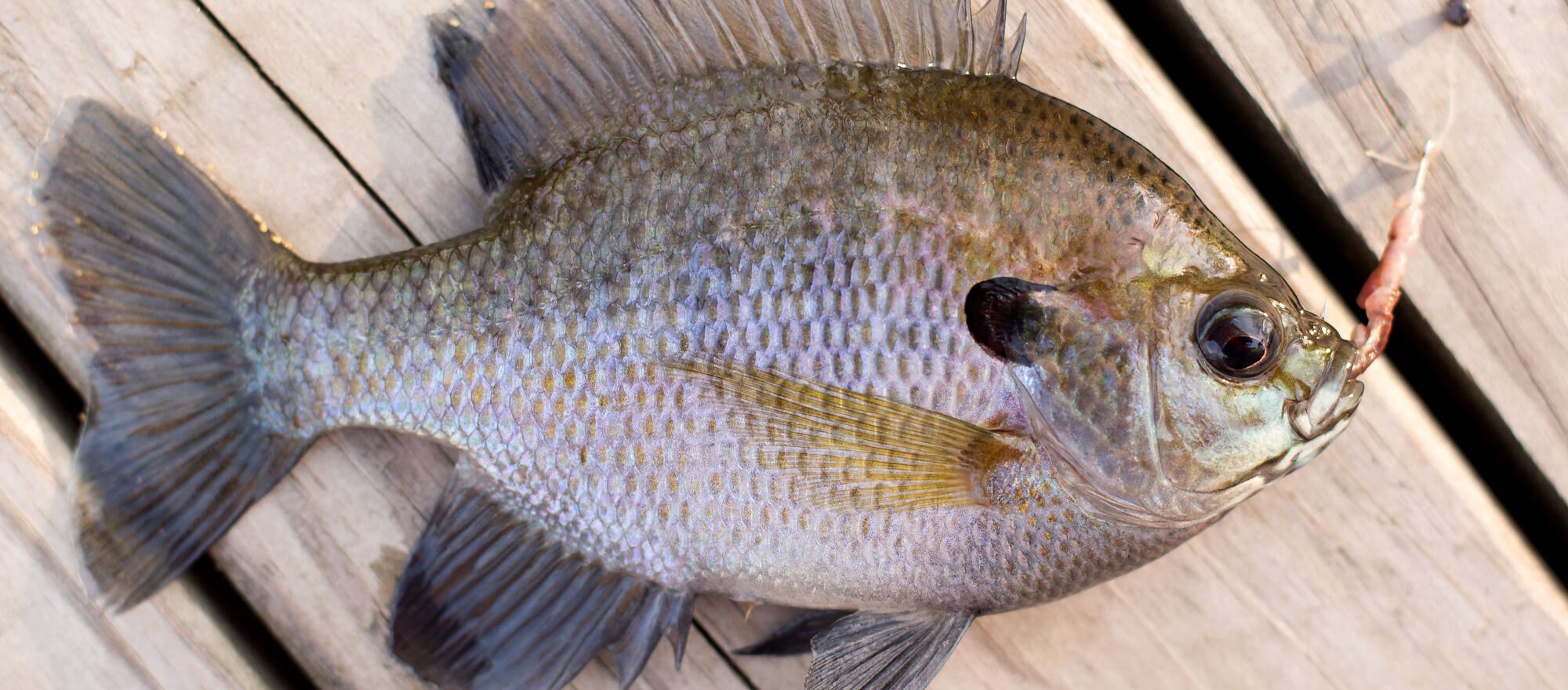 A mess of panfish | Waterline | yoursun.com