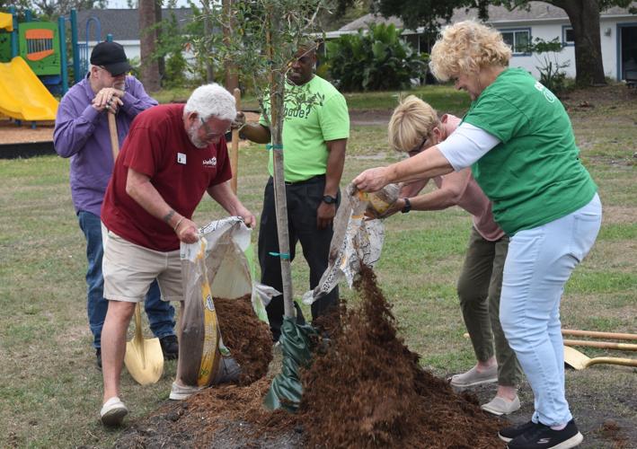 Free trees Lots of ways to celebrate Florida Arbor Day News