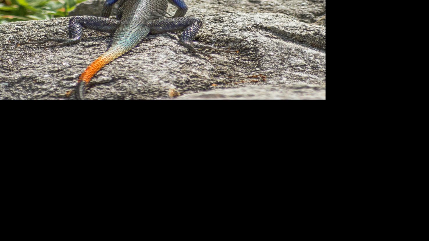 Big lizard in my backyard | Waterline | yoursun.com