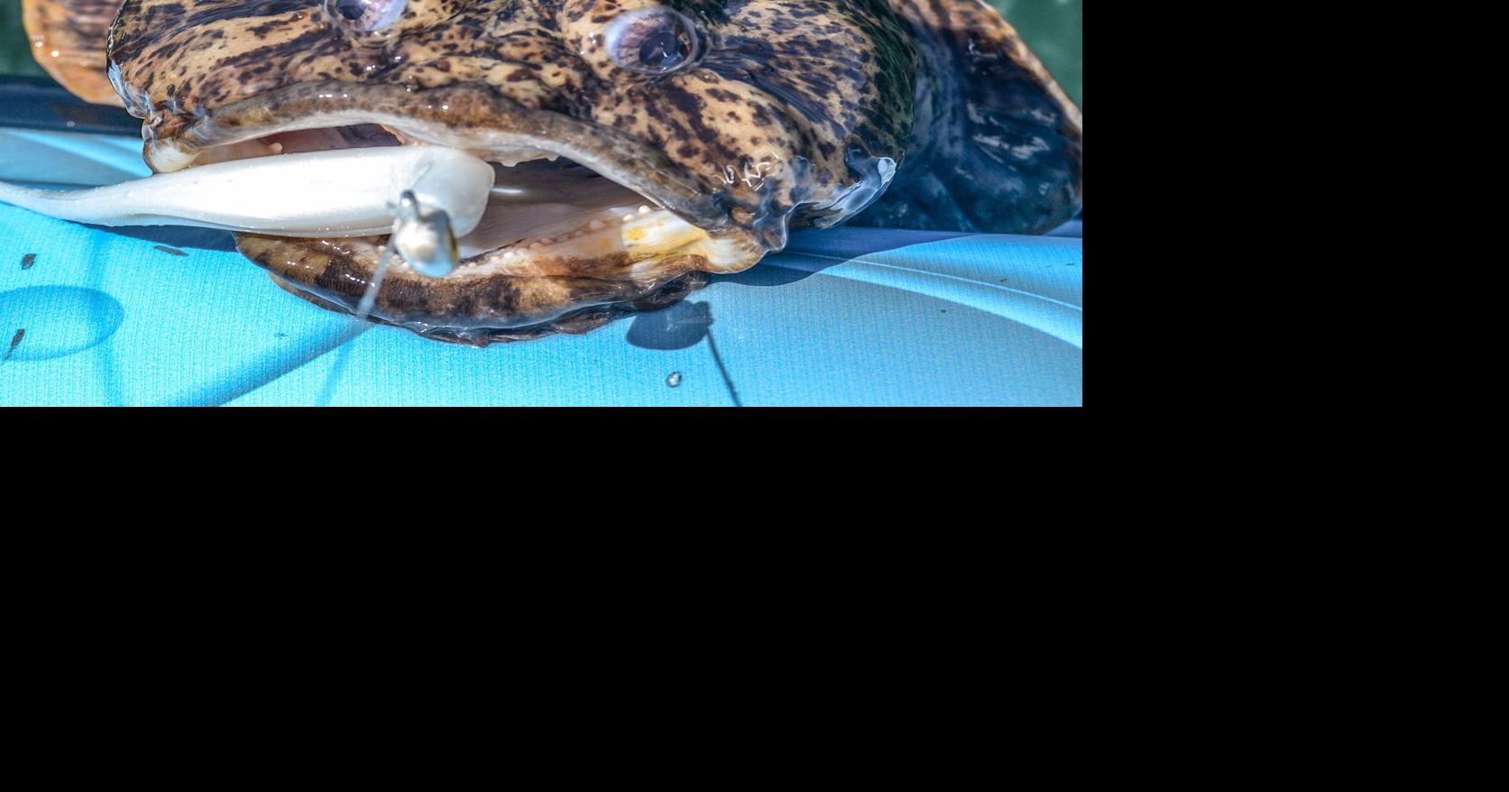 Edibility is in the eyes of the fish holder | Waterline | yoursun.com