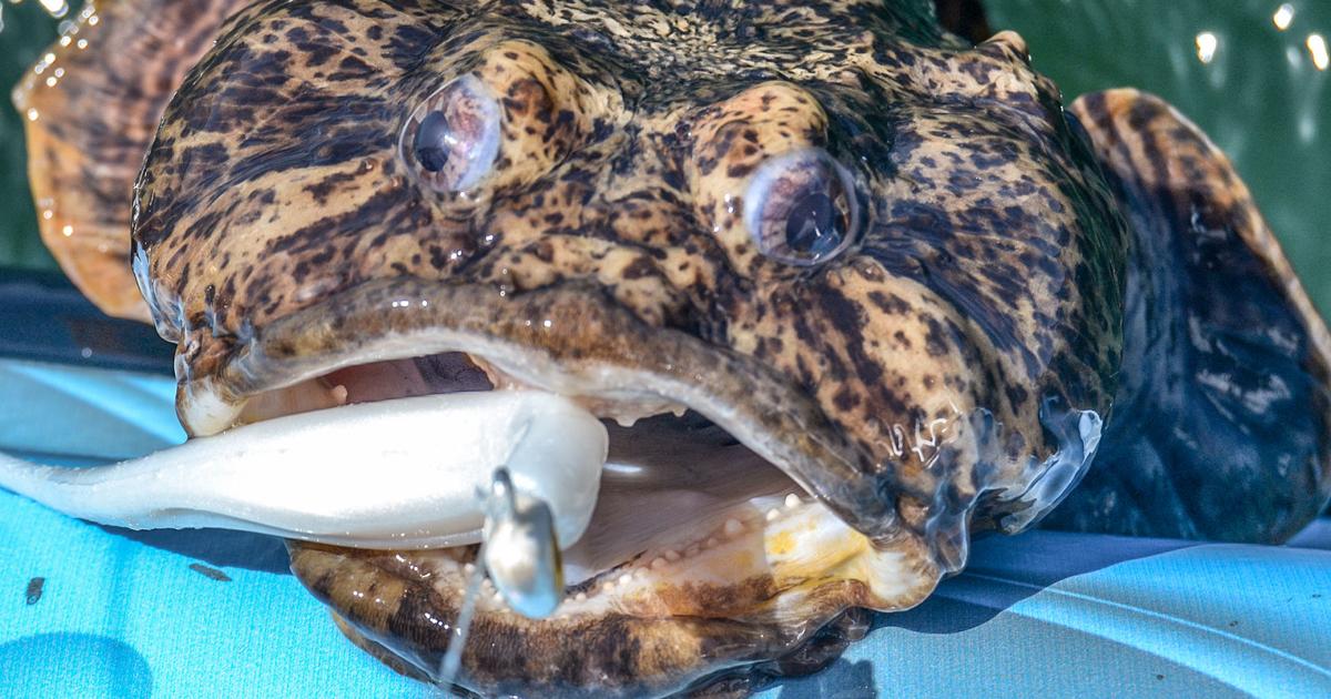 Fish Edibility Edibility is in the eyes of the fish holder | Waterline | yoursun.com