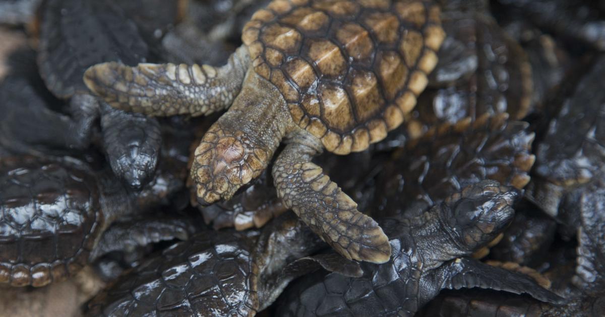 Turtle numbers up; nests hatching | News Archives | yoursun.com