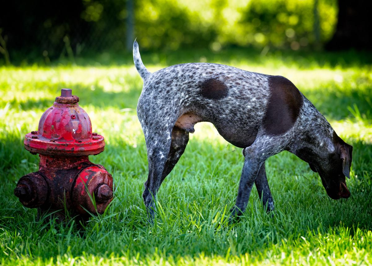 Punta Gorda seeks input on 'Hounds on Henry' dog park renovations