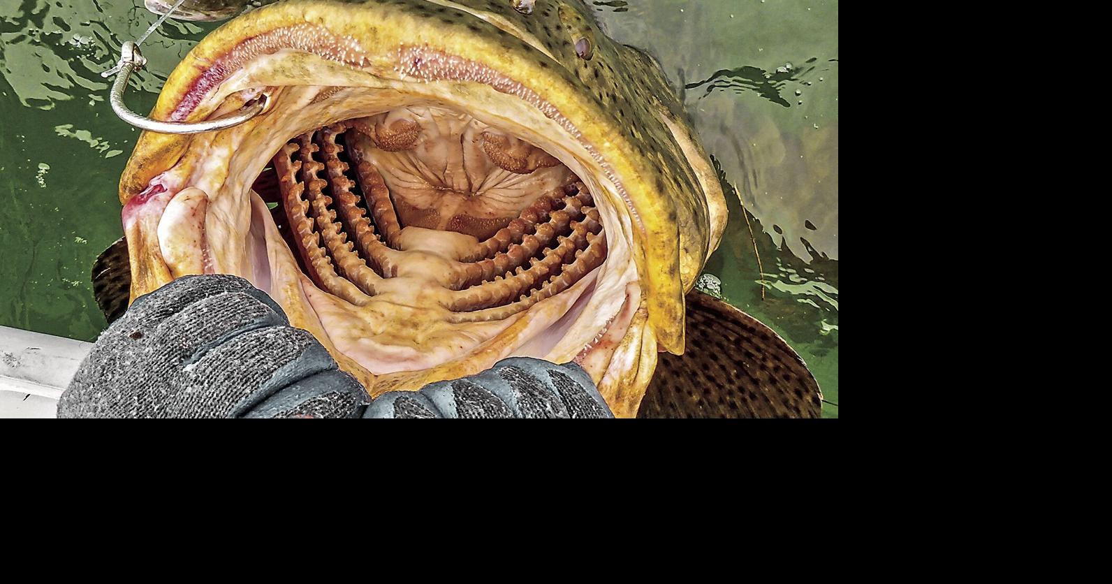 giant grouper teeth