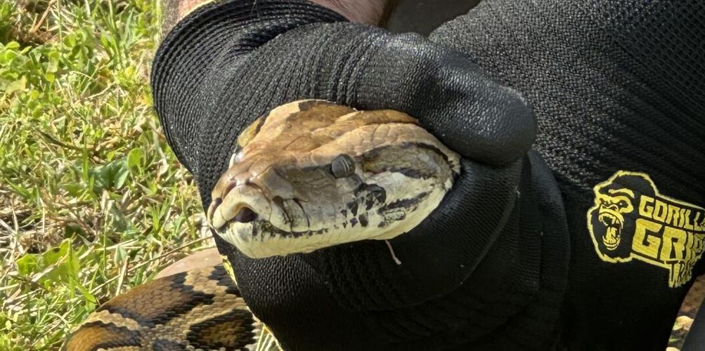 On python patrol: Burmese pythons are being captured in region | Port ...