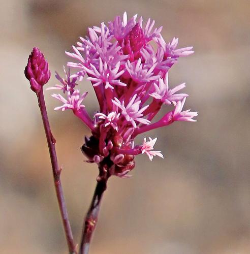 Florida’s winter blooms | Waterline | yoursun.com