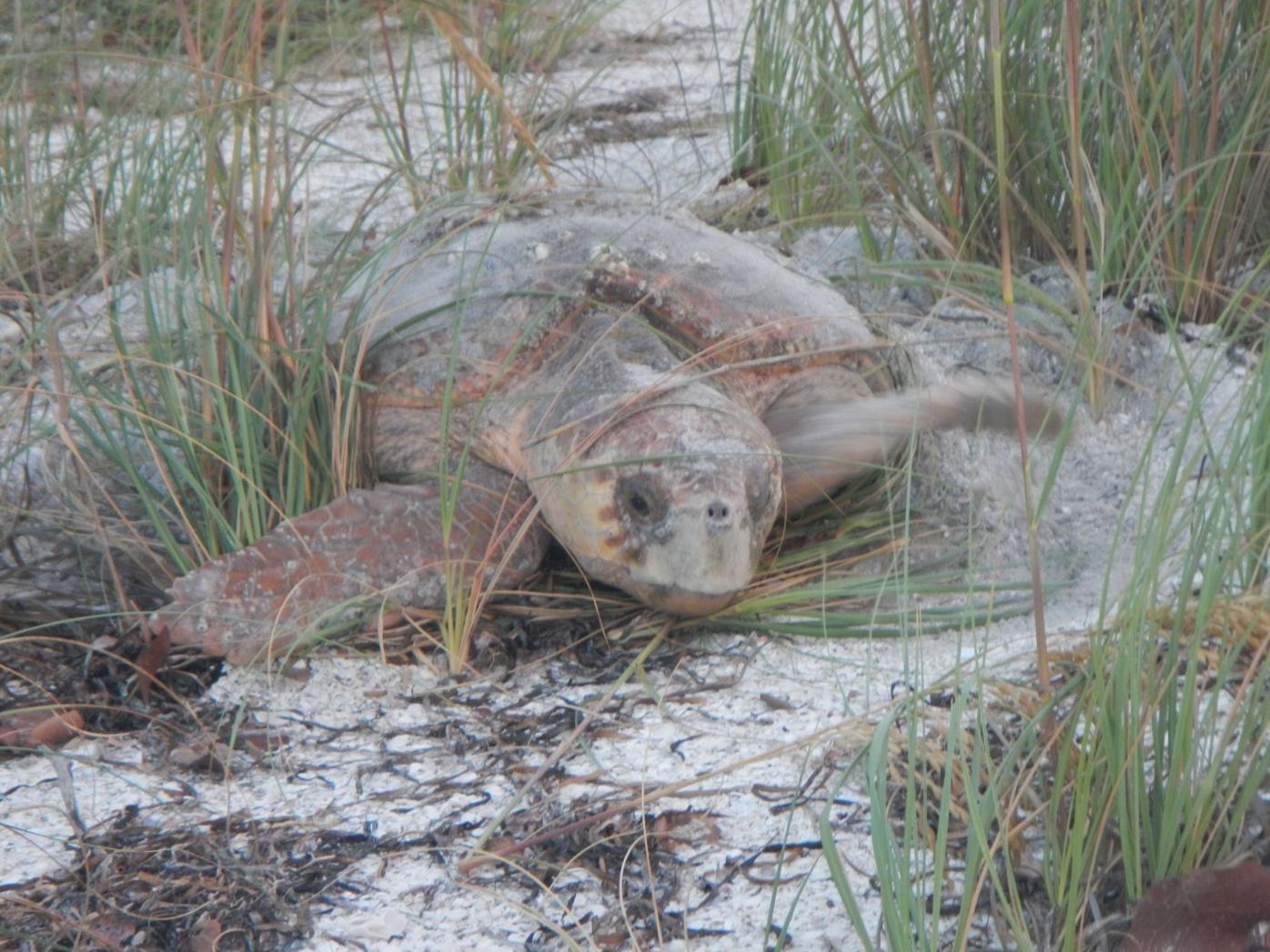 Beaches Bursting With Turtle Nests News Yoursun Com