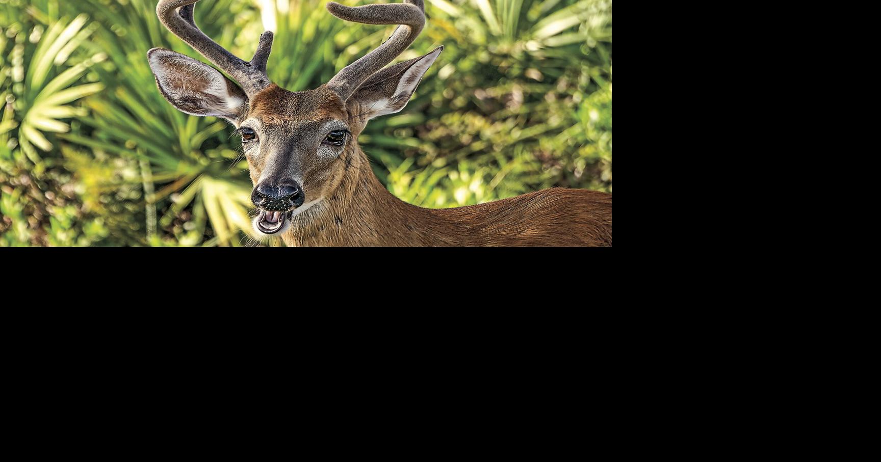 Keeping CWD out of Florida: FWC launches new initiatives to reduce risk ...