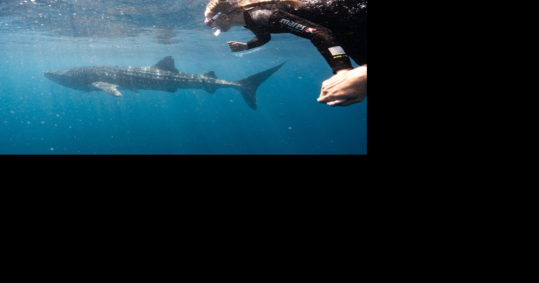 Swimming with the world's largest fish, the whale sharks of Australia