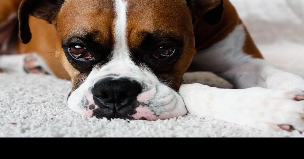 Hurricane tax ‘holiday’ adds pet supplies Port Charlotte News