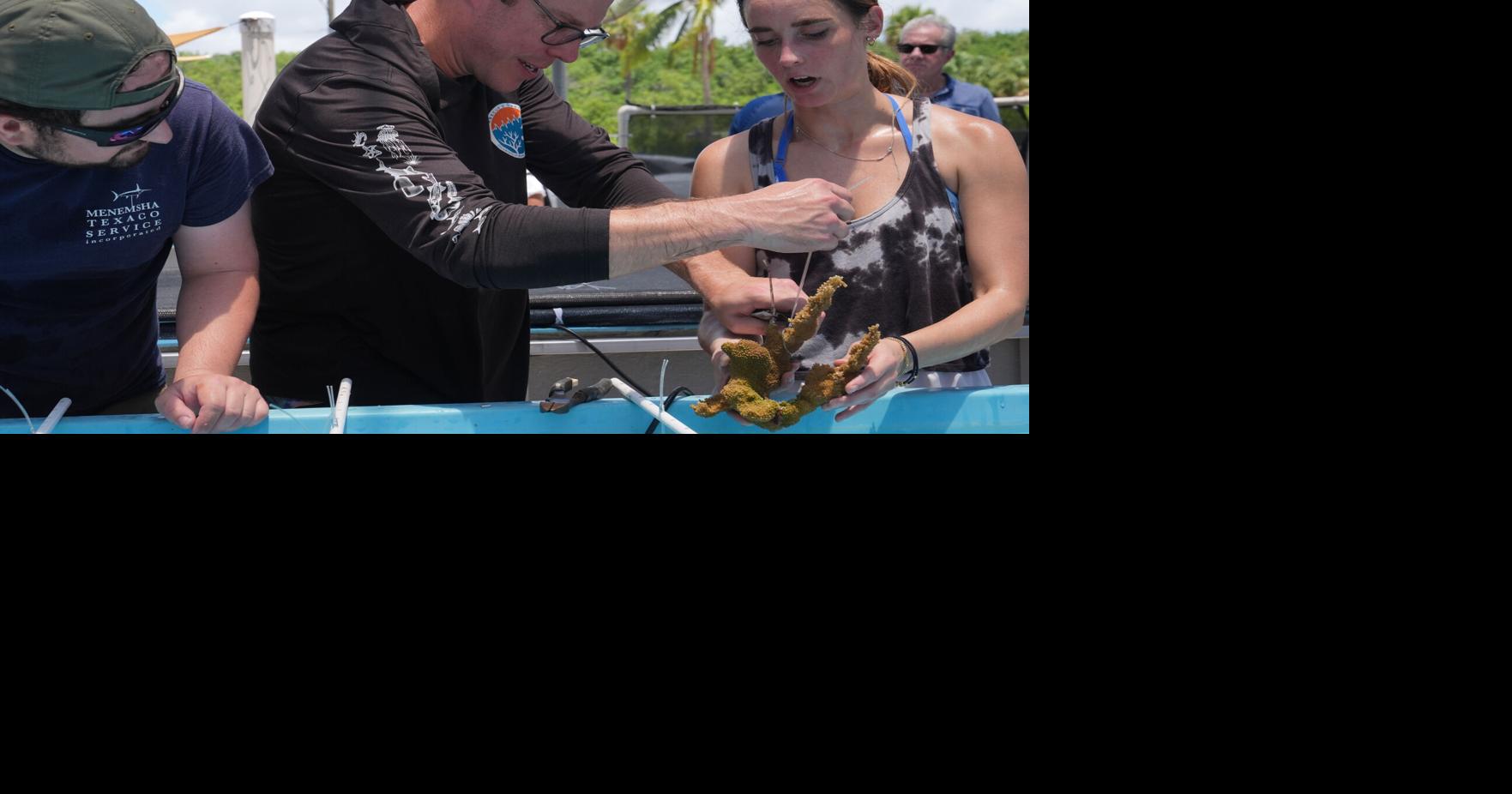 Florida researchers bring endangered elkhorn coral ashore to protect them