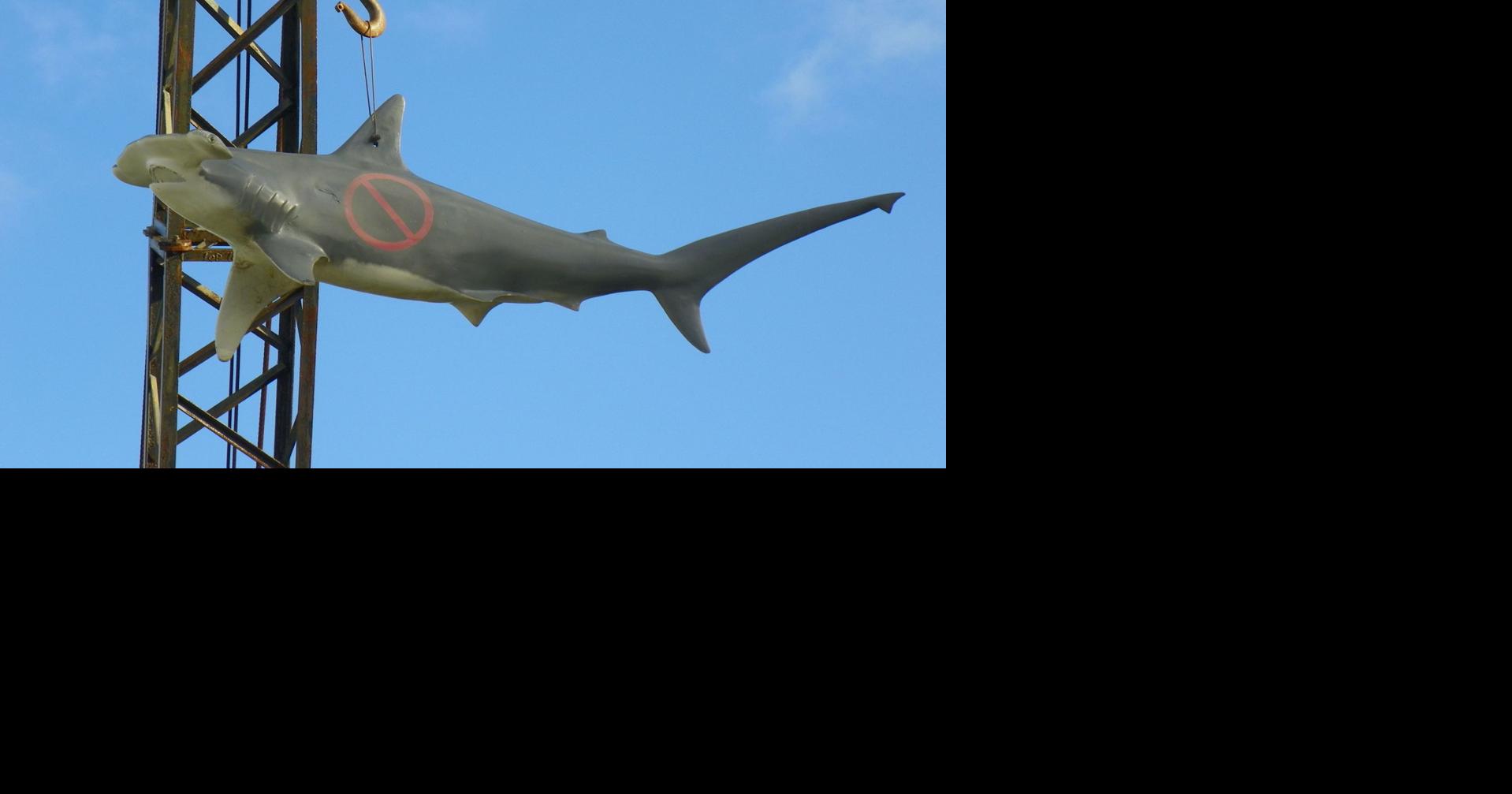 new-florida-shark-rules-who-cares-waterline-yoursun