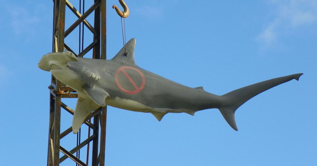 New Florida Shark Rules Who Cares Waterline Yoursun new-florida-shark-rules-who-cares-waterline-yoursun