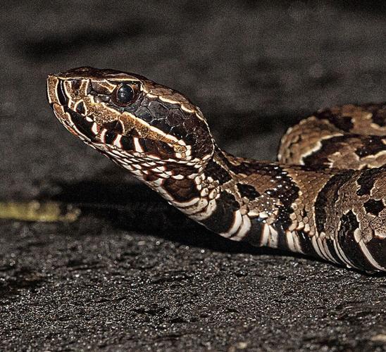Wildlife Control Englewood: Common Snakes In Colorado To Look Out For