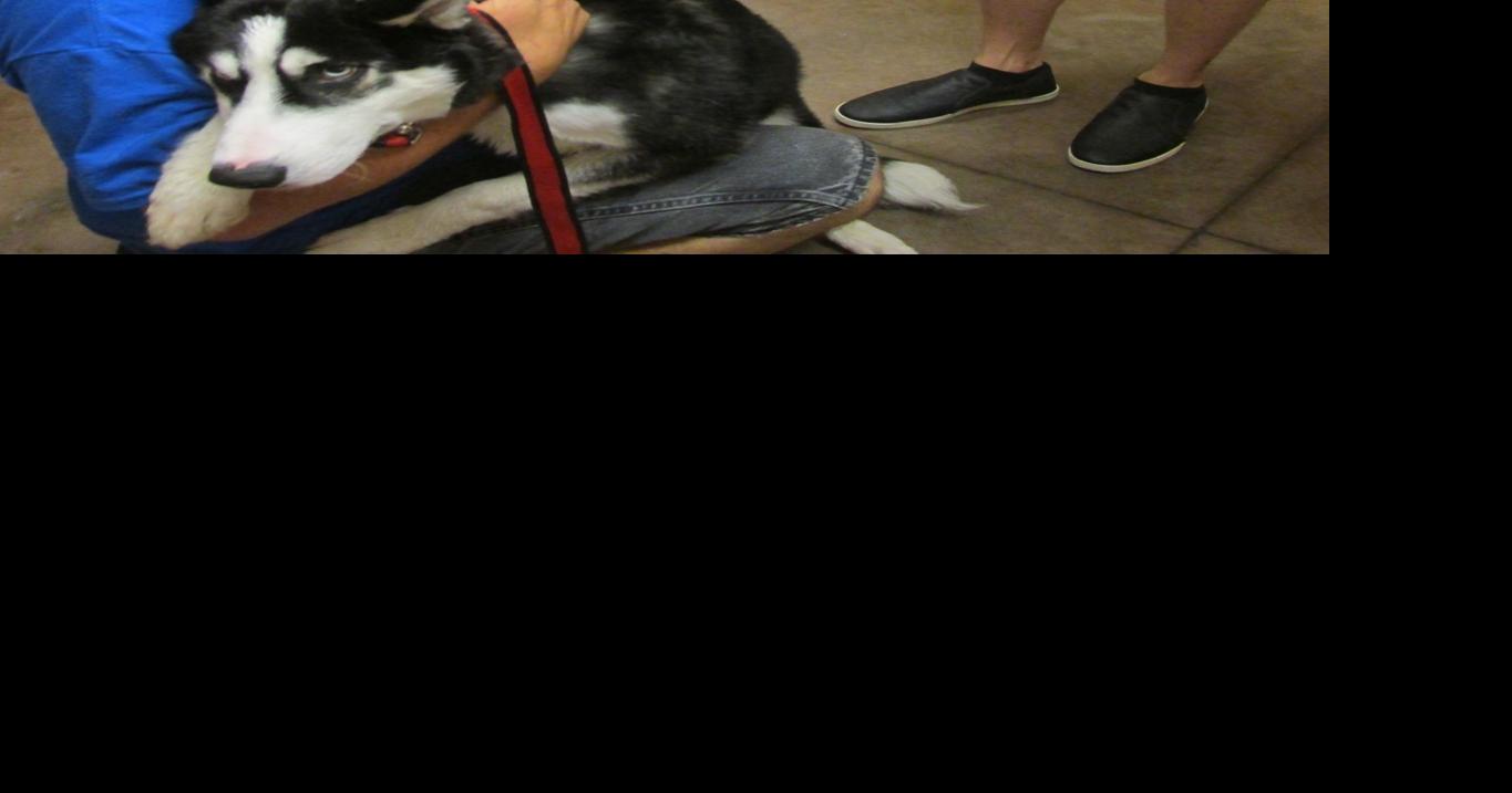 Full of dogs and cats Newsarchives