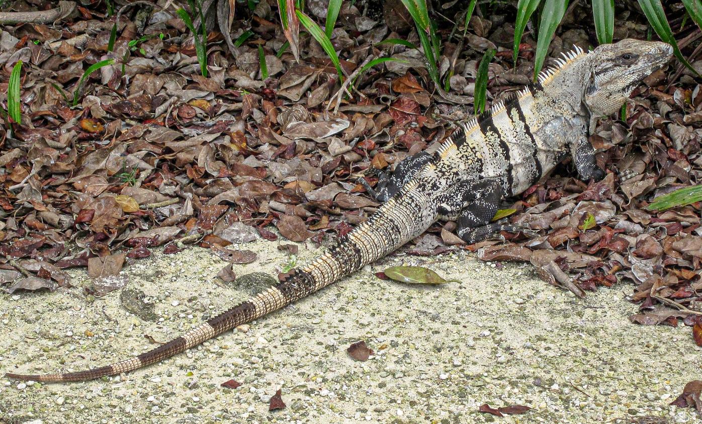 Big lizard in my backyard | Waterline | yoursun.com