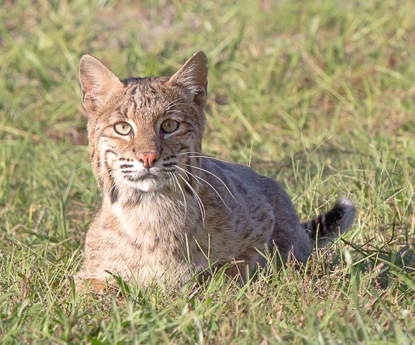 Bolder bobcats may mean more sightings | News Archives | yoursun.com