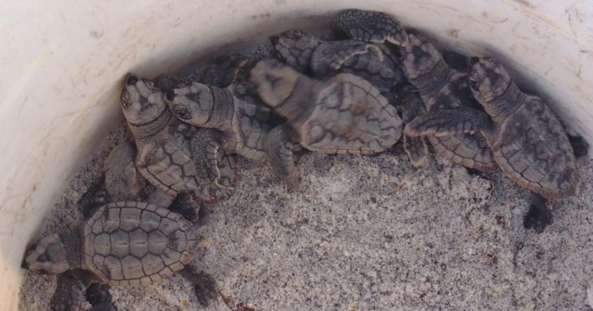 Celebration to honor sea turtle protectors | News Archives | yoursun.com