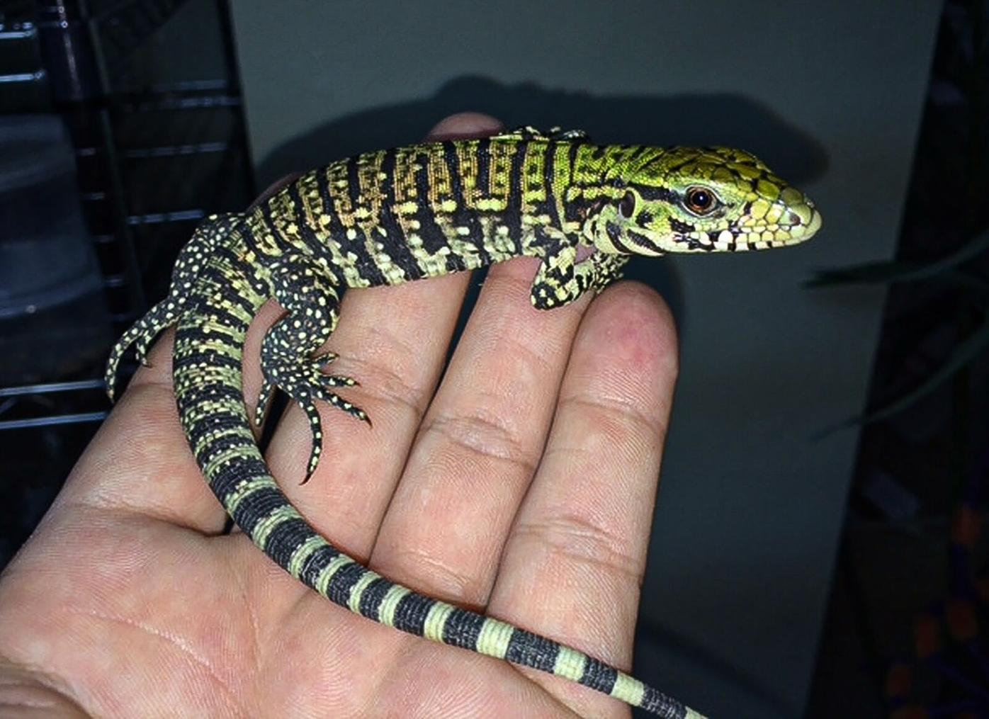 Big lizard in my backyard | Waterline | yoursun.com