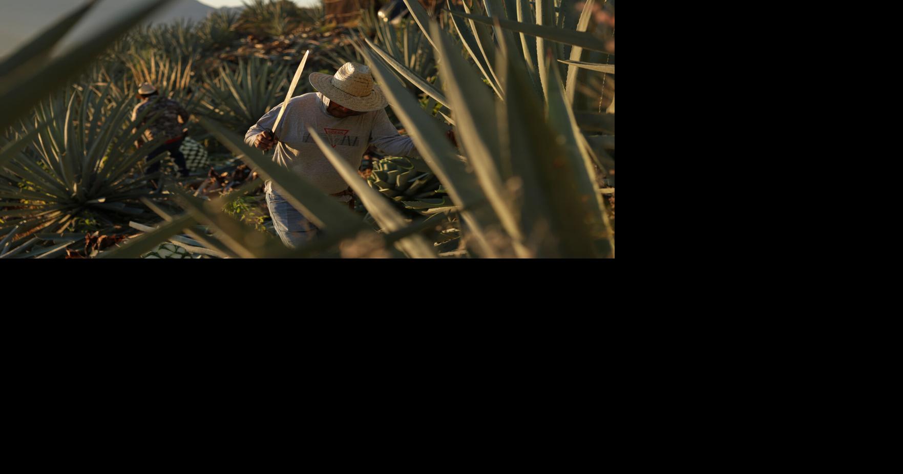 Mezcal's popularity is booming in the US. That comes with a growing environmental cost in Mexico