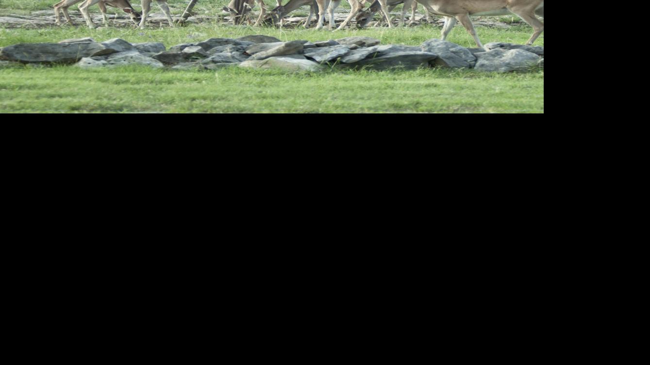 Don't try to rope a deer Features