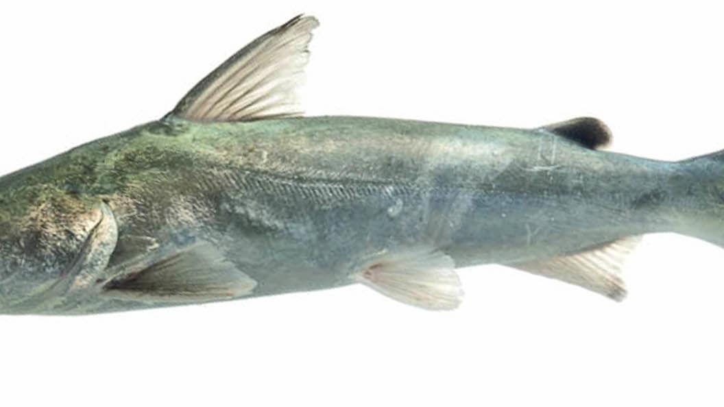 Catfishin Frank Waterline Yoursun Com Catfishin Frank Waterline Yoursun Com