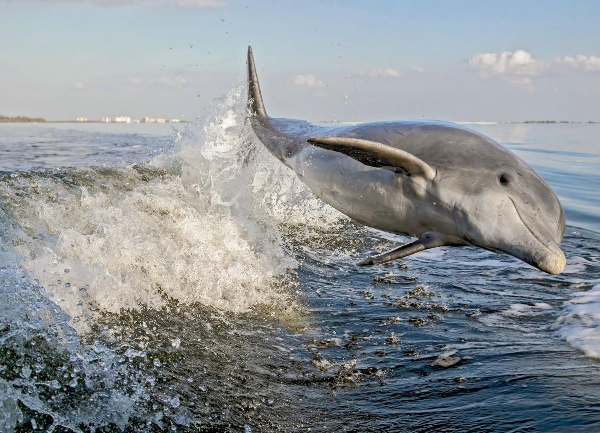 Have you ever seen a dolphin porpoise? News
