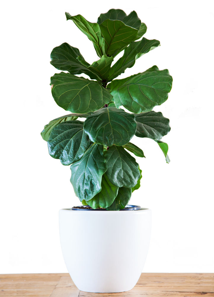 The best houseplant for your zodiac sign | Daily Break | yoursun.com