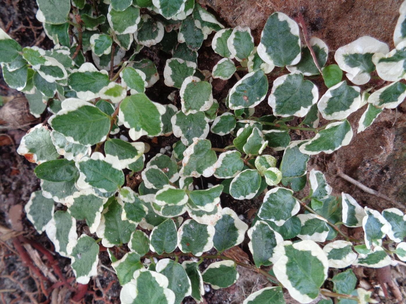 Column The Creeping Fig Has Many Uses In Your Landscape News Yoursun Com