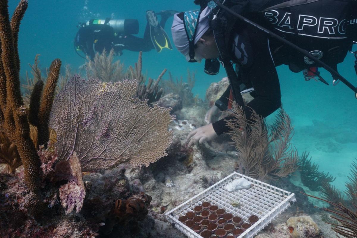Mote expands its research into coral reefs Venice Gondolier Sun