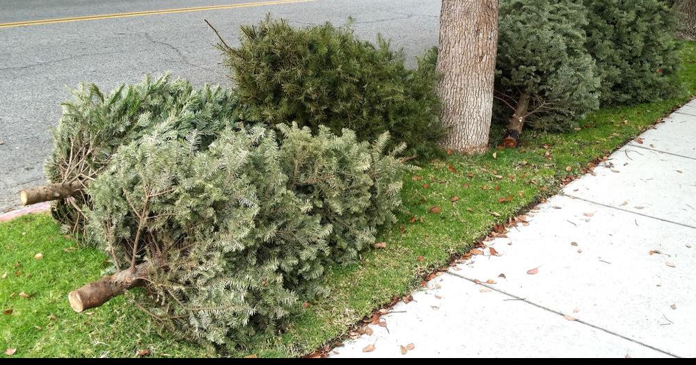 Here's what to do with your old Christmas tree Port Charlotte News