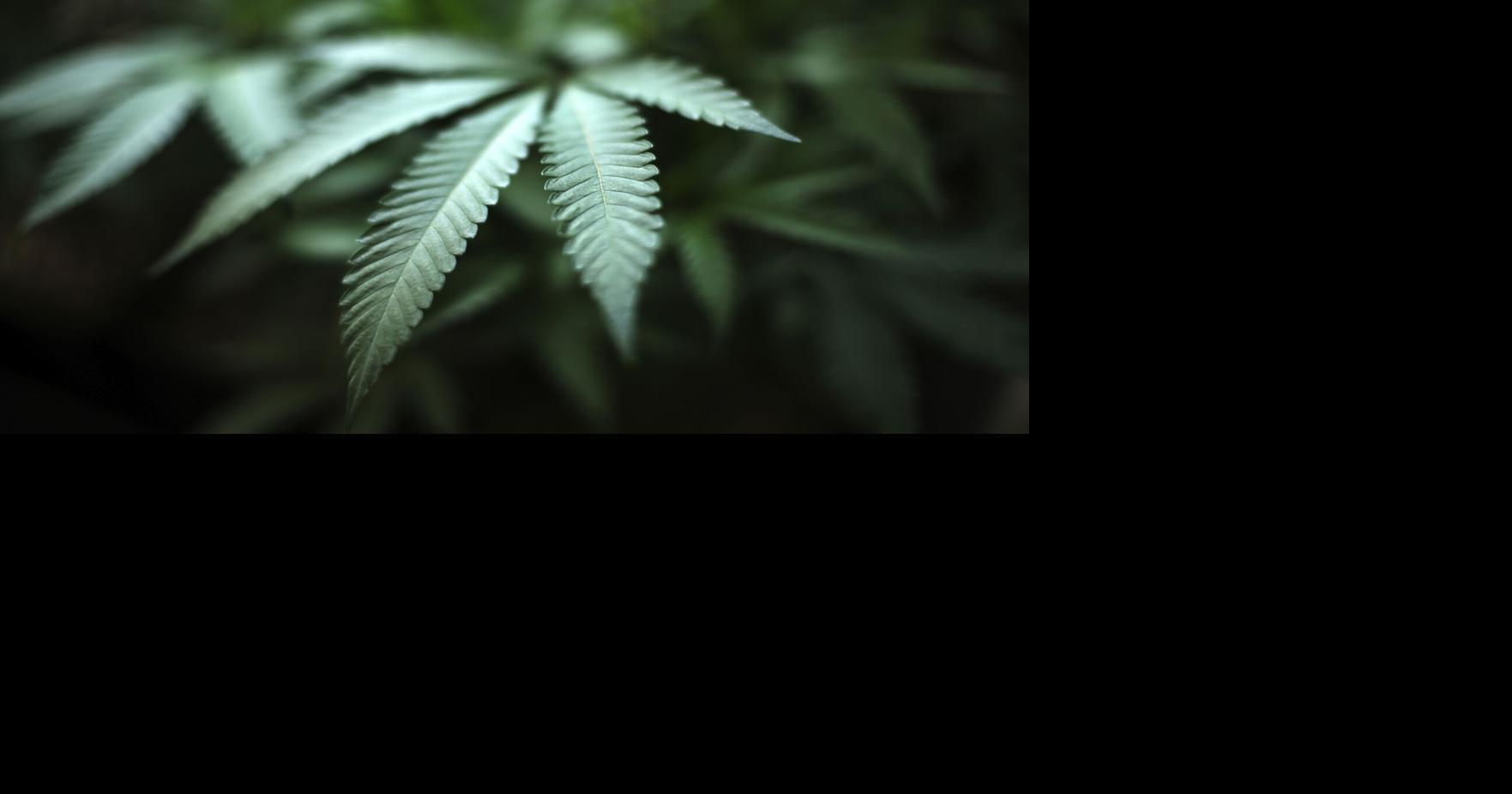 Arizona’s marijuana repeal goes up in smoke