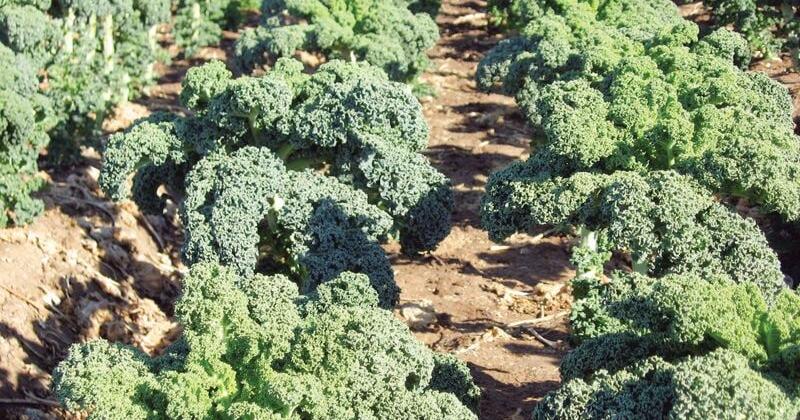 Crop of the week: Kale