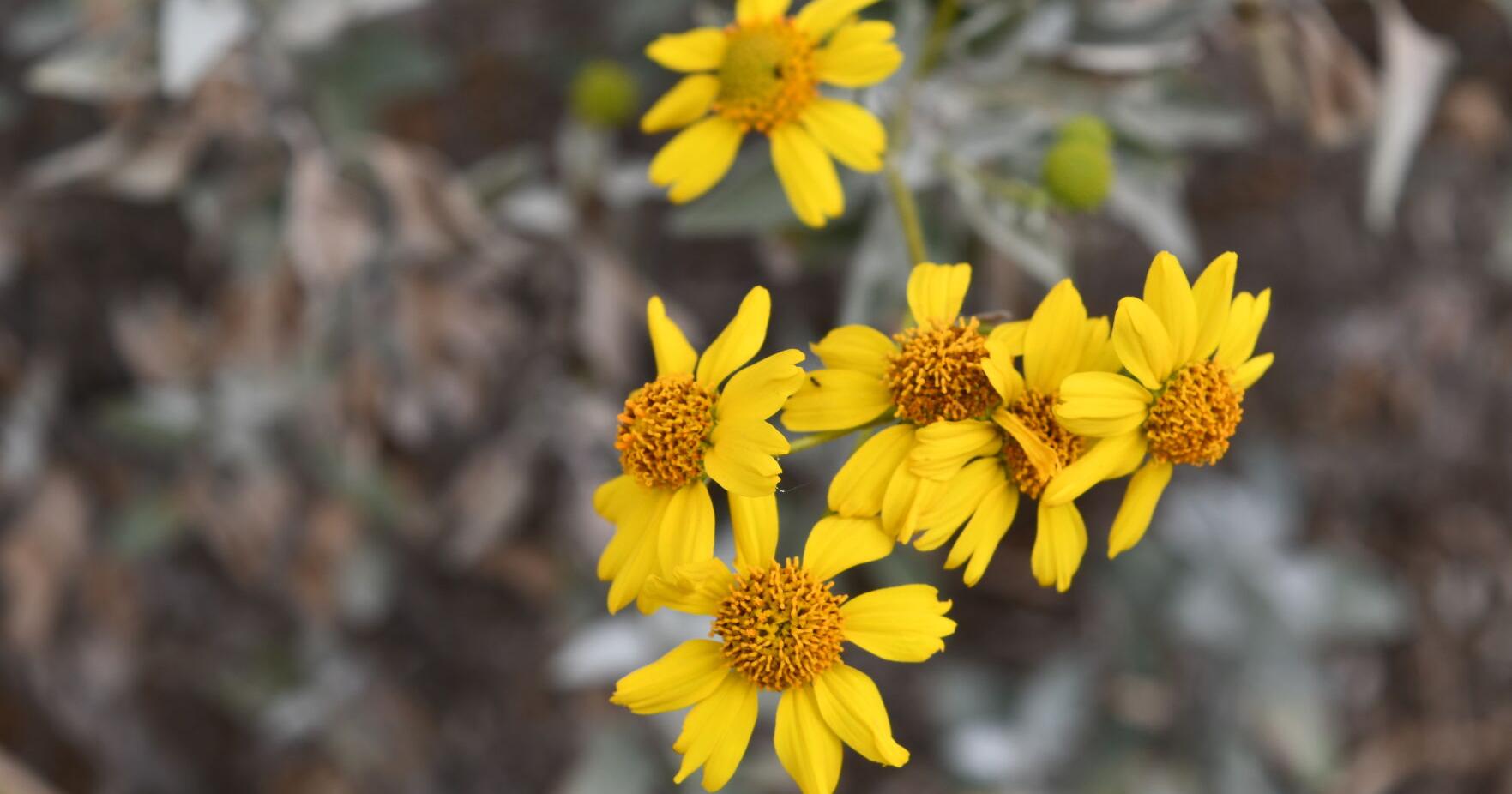 Wildflower season forecast 2024 - Vimarsana News