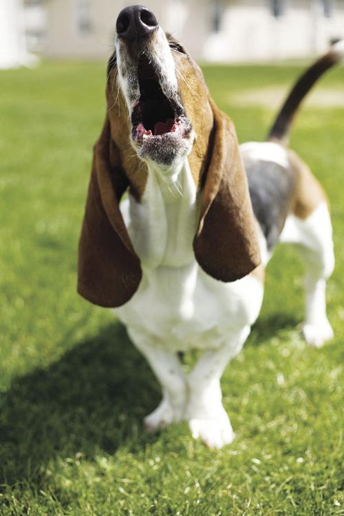 Barking: How much is too much?