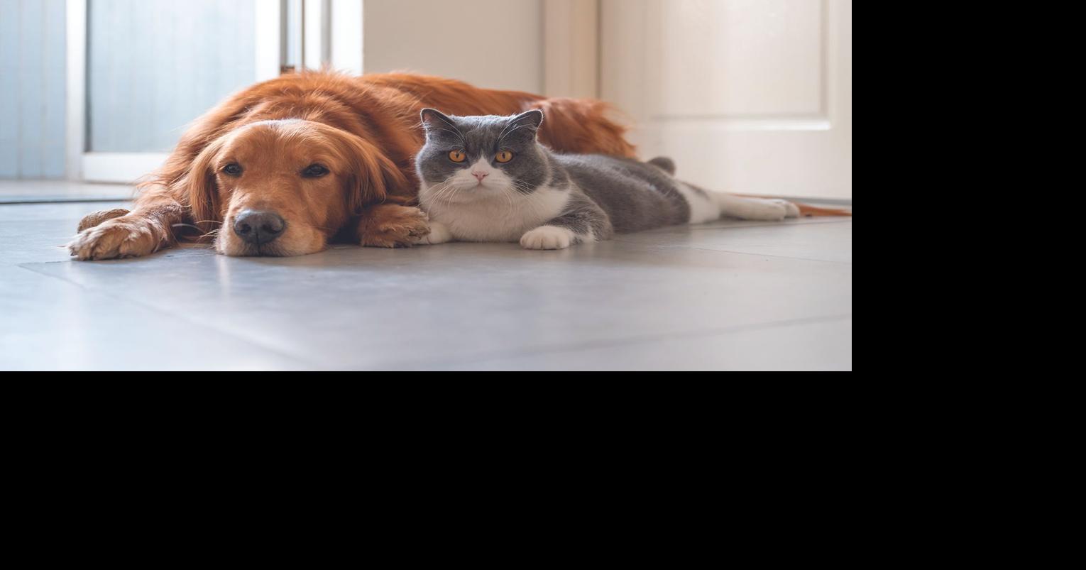 Lawmakers move to make sure HOAs don’t discriminate pets