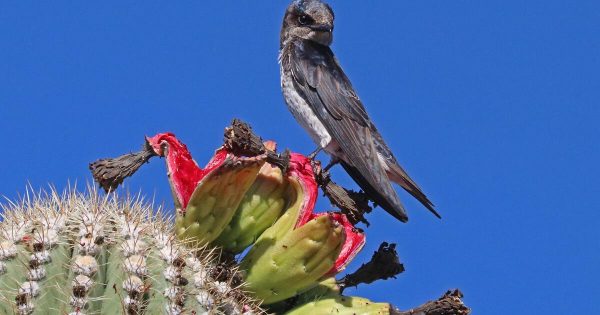 A changing climate impacts bird populations in Southern Arizona