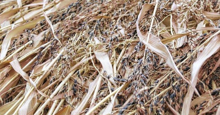 Crop of the week: Sudan grass
