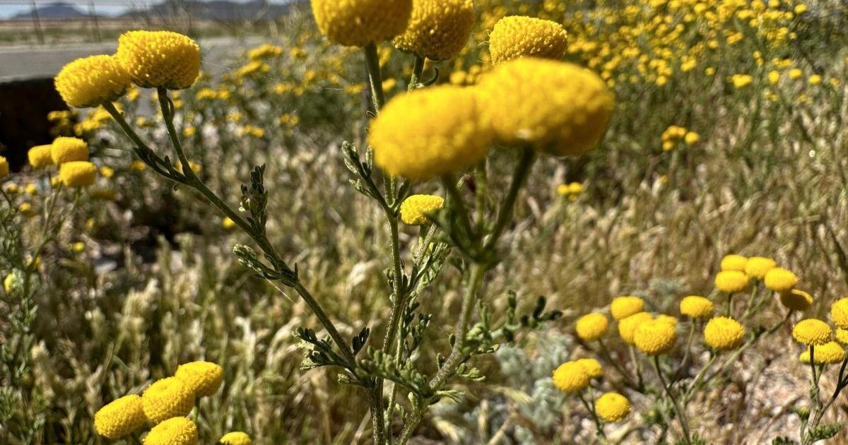 Stinknet: A smelly invasive plant plaguing southern Arizona
